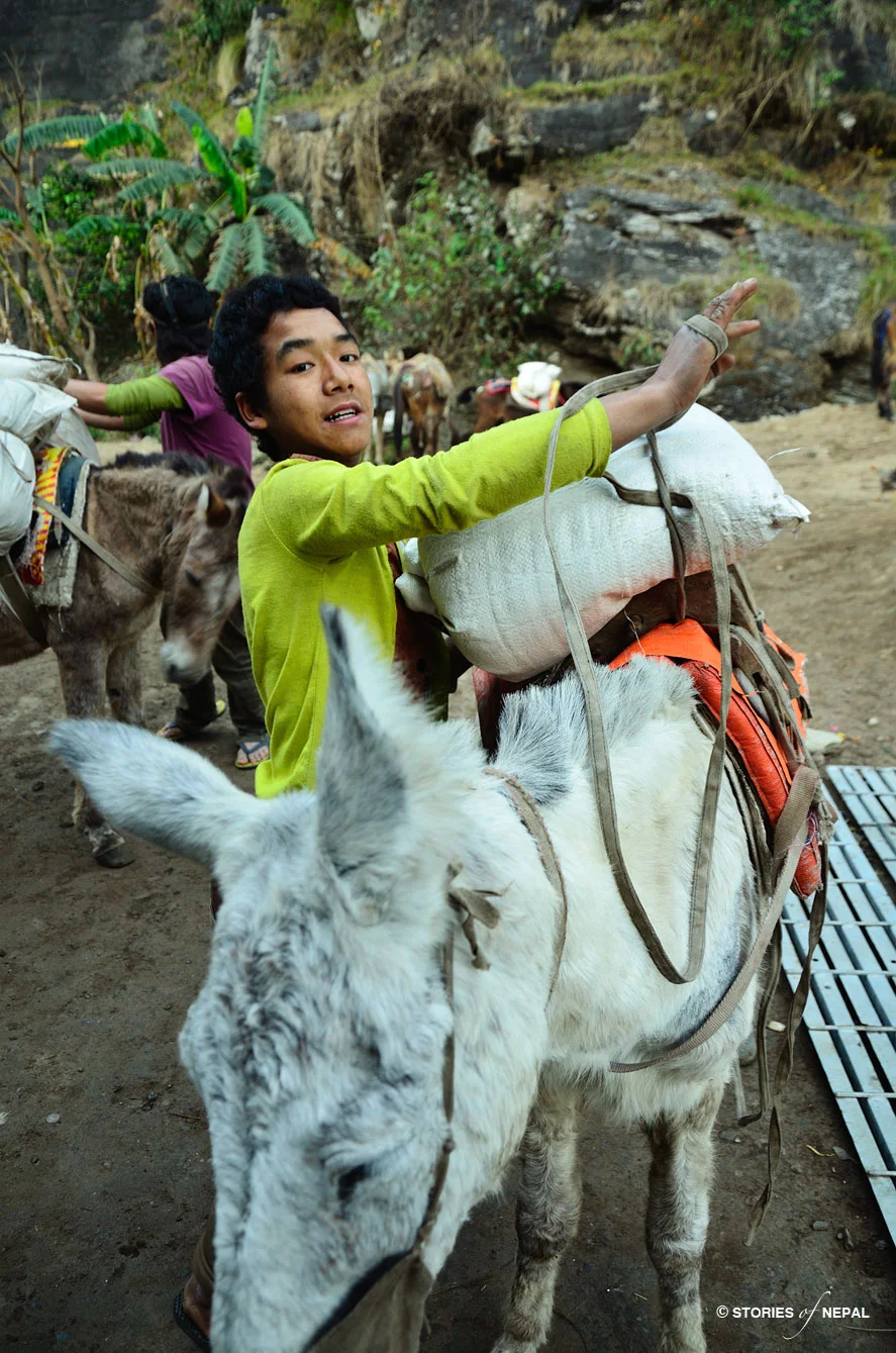 Mules in Budi Gandaki