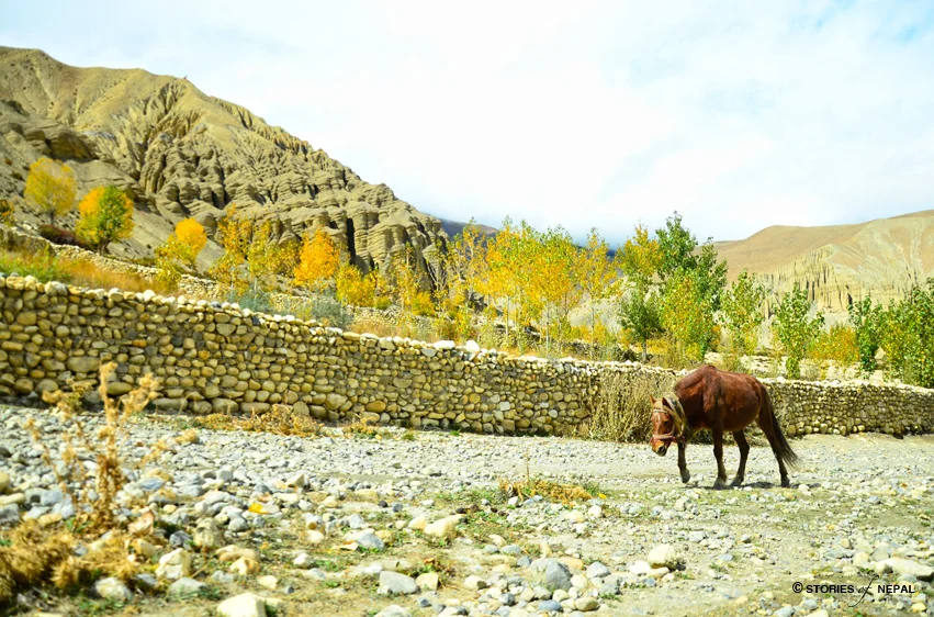 My Horse